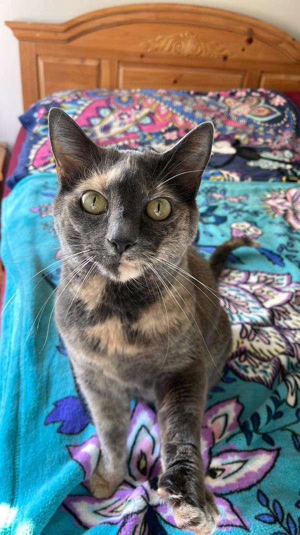 /Images/uploads/The Murphee and Sugar Angel Foundation/murpheeandsugar-pet-photo-contest-fundraiser/entries/27720thumb.jpg
